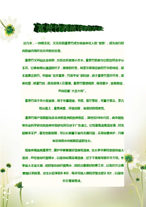 富贵竹