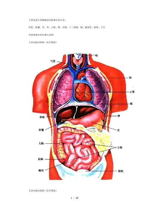人体腹部结构图