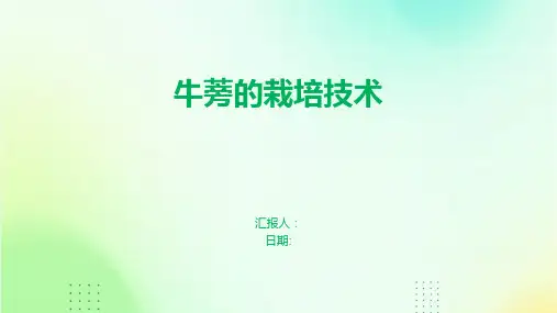 牛蒡的栽培技术