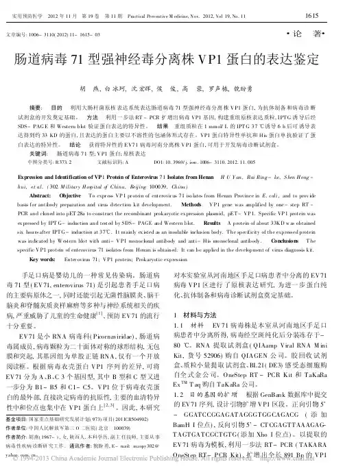 肠道病毒71型强神经毒分离株VP1蛋白的表达鉴定_胡燕