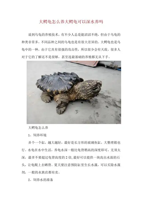 大鳄龟怎么养 大鳄龟可以深水养吗