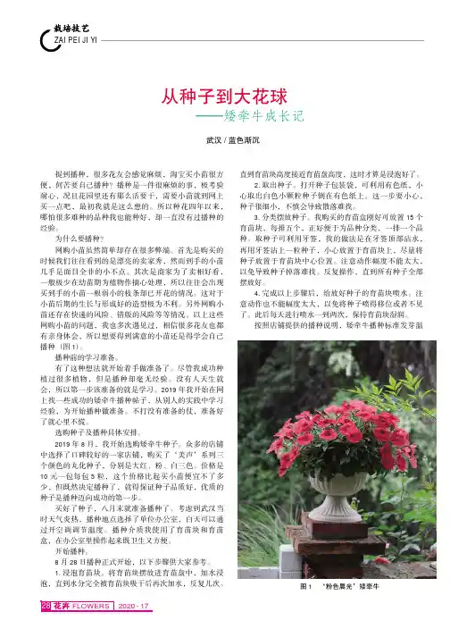 从种子到大花球——矮牵牛成长记