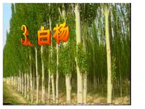 3、白杨PPT