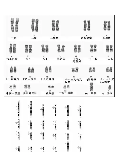 人类染色体图谱+口诀(全套46条)