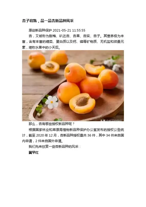 杏子将熟，品一品杏新品种风采