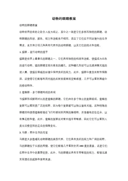 动物的眼睛教案