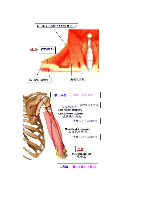 肌肉图 起止点 N