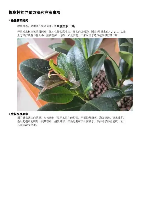 橡皮树的养殖方法和注意事项
