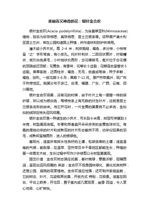 美丽而又神奇的花：银叶金合欢
