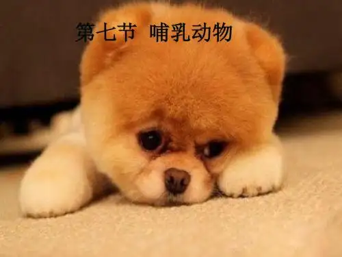 5.1.7《哺乳动物》课件(15张PPT)