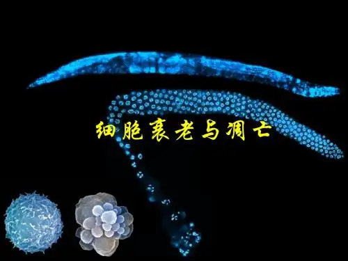 细胞衰老与凋亡