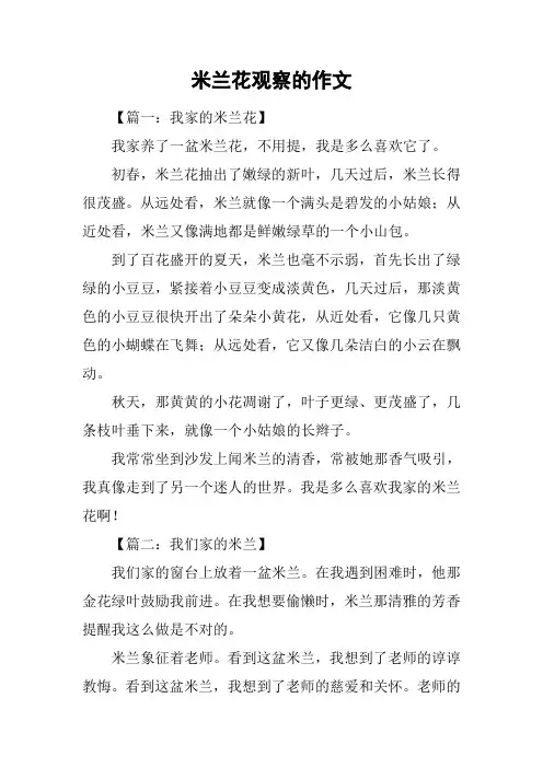 米兰花观察的作文