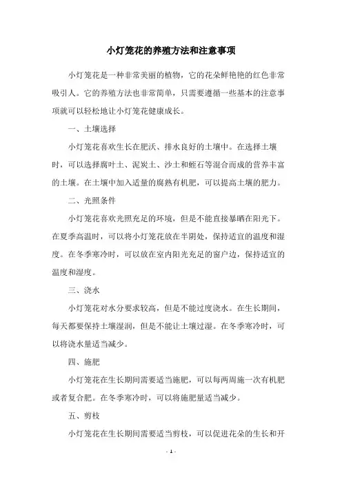 小灯笼花的养殖方法和注意事项