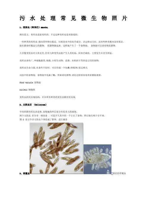 水中常见微生物图谱
