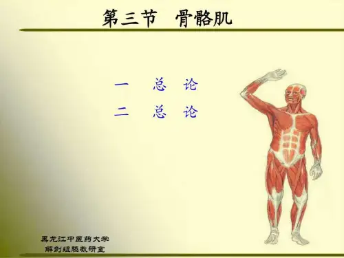 正常人体解剖学 第三节 骨骼肌