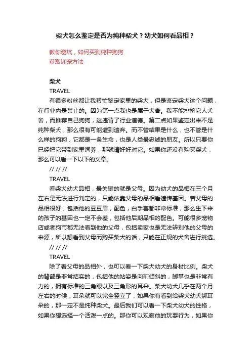 柴犬怎么鉴定是否为纯种柴犬？幼犬如何看品相？