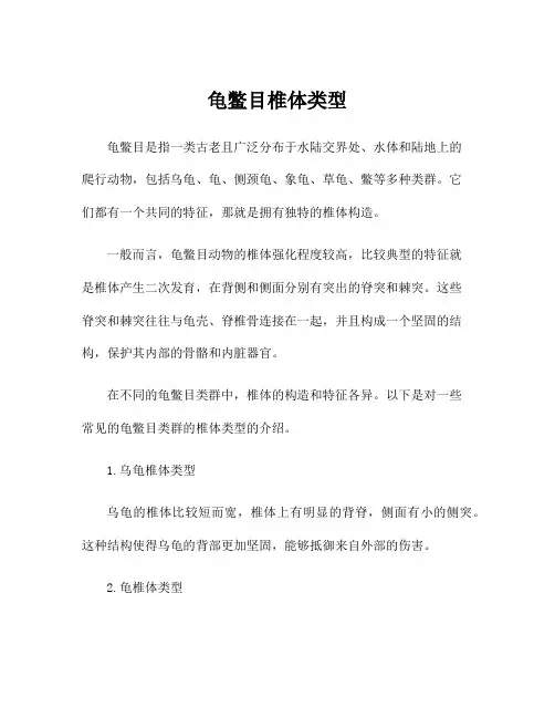 龟鳖目椎体类型