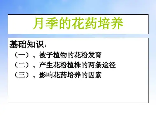 月季的花药培养PPT