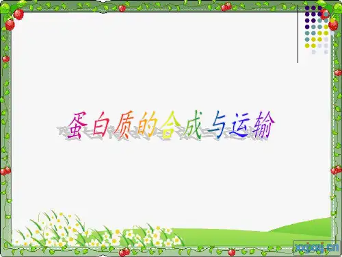 蛋白质的合成与运输分解