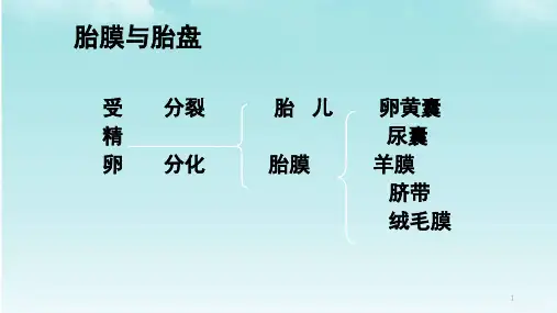 胎膜与胎盘ppt课件