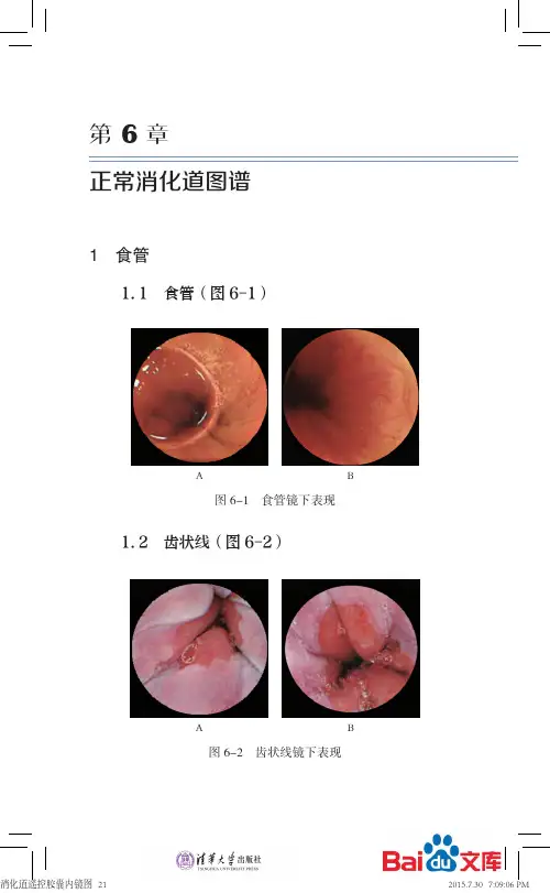 消化道遥控胶囊内镜第六章正常消化道图谱