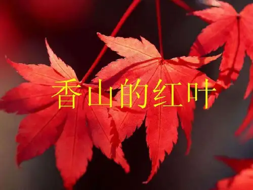 《香山的红叶》课件