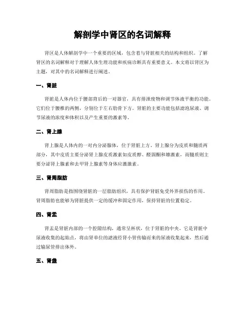 解剖学中肾区的名词解释