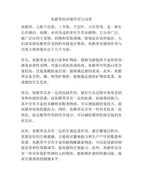 鱼腥草的对猪作用与功效