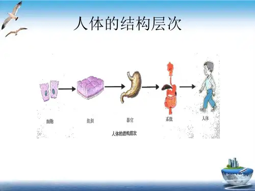 九年级科学下册3.5《人的运动系统和保健》课件浙教版ppt