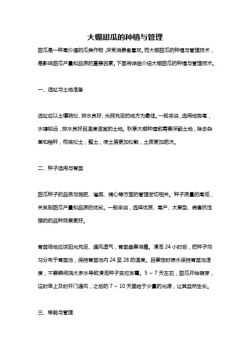 大棚甜瓜的种植与管理