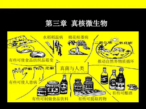 第三章-真核微生物PPT优秀课件