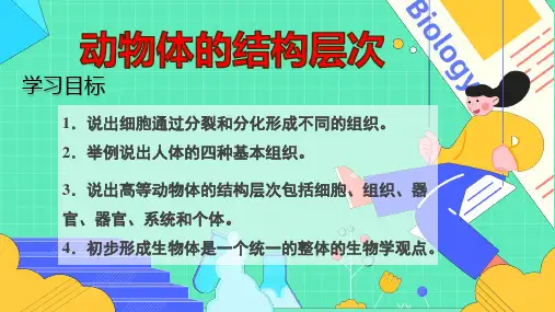 〖生物〗动物体的结构层次 课件-2024-2025学年人教版生物七年级上册