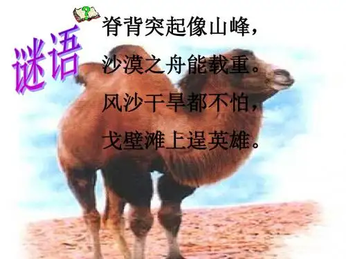 《找骆驼》ppt
