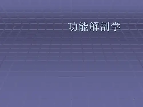 功能解剖学ppt课件