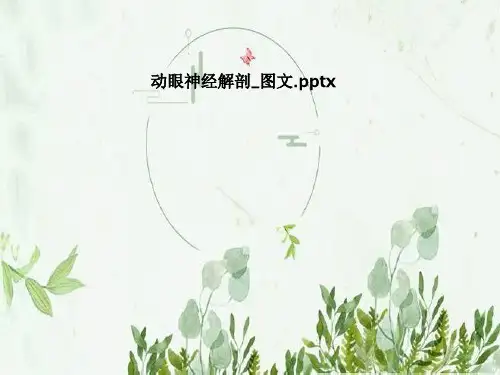动眼神经解剖_图文