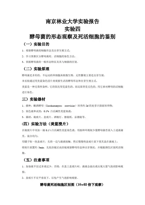 酵母菌的形态观察及死活细胞的鉴别