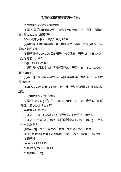 拟南芥原生质体的提取和转化