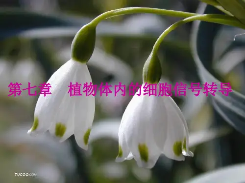 植物生理学第七章 植物体内细胞信号转导