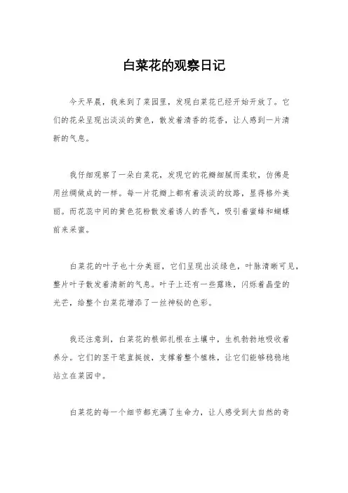 白菜花的观察日记