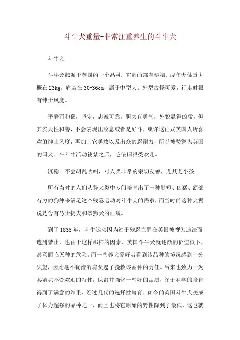 斗牛犬重量-非常注重养生的斗牛犬