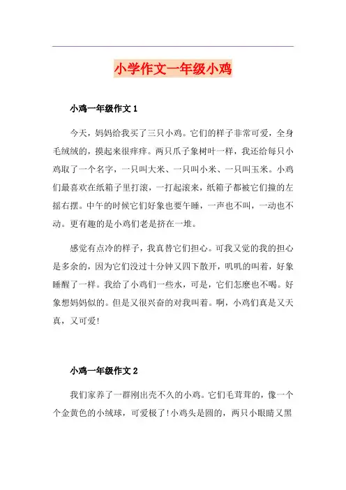 小学作文一年级小鸡