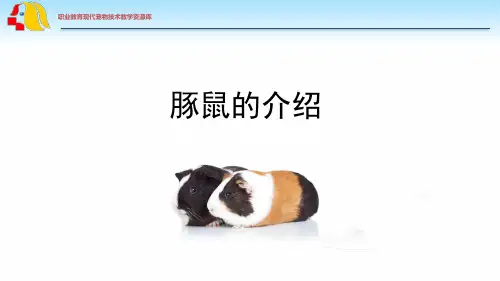 豚鼠的介绍(终稿).