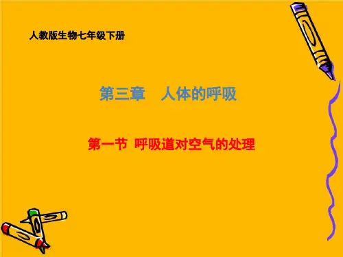 人教版生物七年级下册 第三章 第1节 呼吸道对空气的处理 课件
