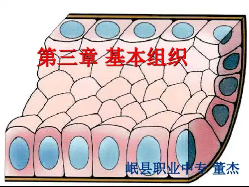 第三章 基本组织