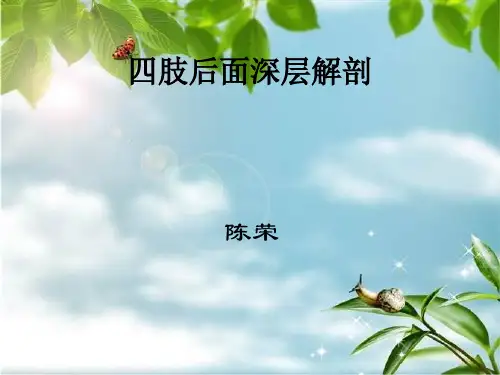 肢后面深层解剖PPT课件