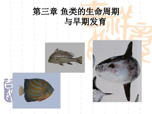渔业资源与渔场学课件-第3章 鱼类的生命周期与早期发育(专业知识模板)