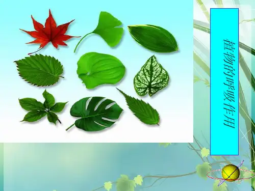 初中生物——植物的呼吸作用 PPT课件 图文