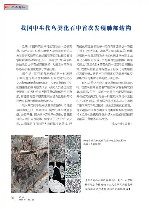 我国中生代鸟类化石中首次发现肺部结构