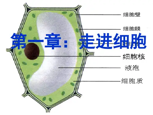人教版高中生物必修一走进细胞(课堂PPT)