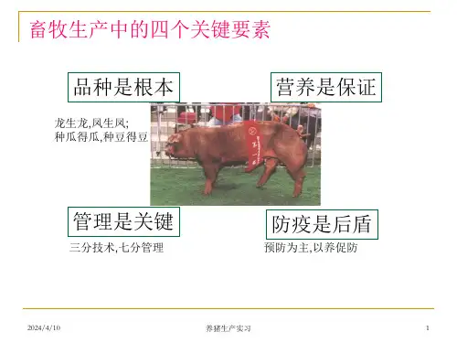 毕业实习现代养猪生产